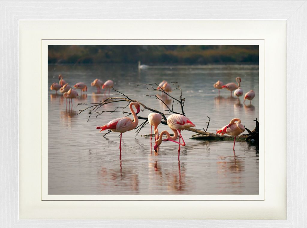 Flamingos Gerahmtes Bild Mit Edlem Passepartout | Wand-Bilder | Im Bilderrahmen - Rosa Flamingos In Einem Teich In Der Camargue (30 x 40 cm)