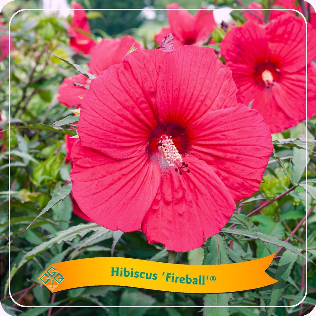 Hibiscus Fireball – Gartenhibiskus Ø25cm – Winterharte Blütenstaude ca. 35cm hoch – Mehrjährige Gartenpflanze mit großen roten Blüten ...