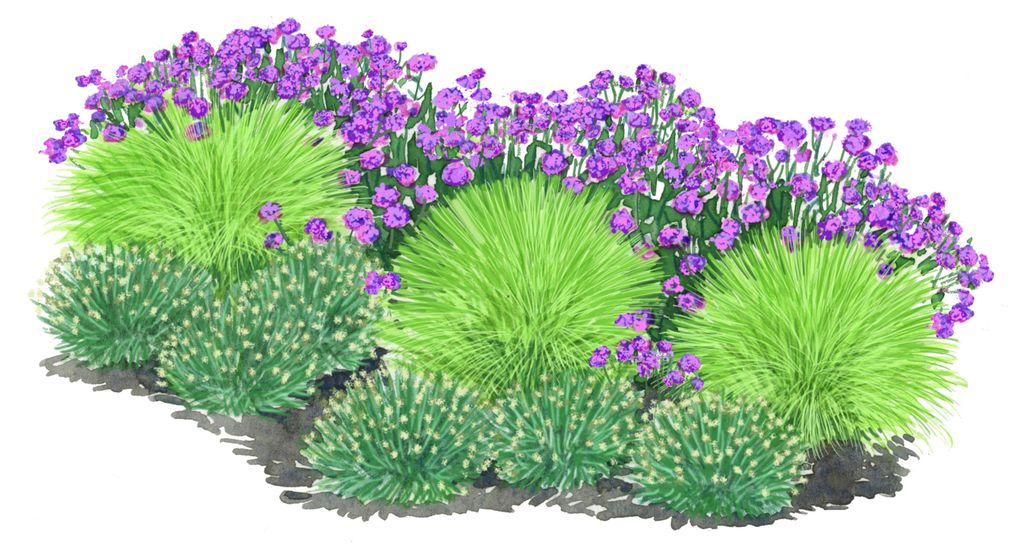 Dehner Bio Bodendecker Gräser-Set mit Blüten-Highlight, 3x Atlas-Schwingel, 6x Moor-Blaugras und 3x Eisenkraut, Ø Topf je 7 cm, grün / hellgrü...