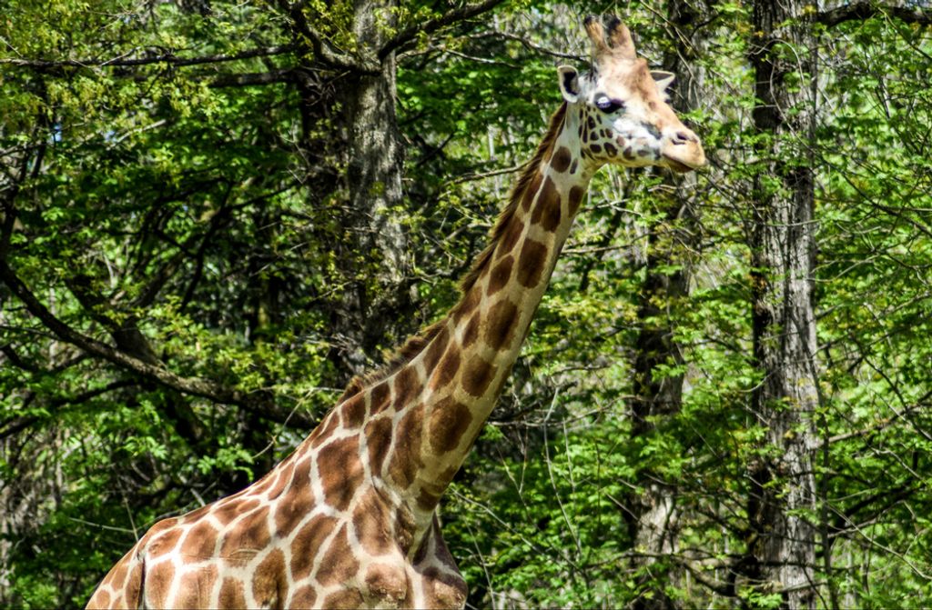 hansepuzzle 78664 - Giraffe Puzzle, 500 Teile, Natur, 46,0 x 30,0cm mit hochwertiger Aufbewahrung, Kartonbox und wiederverschließbarem Beutel