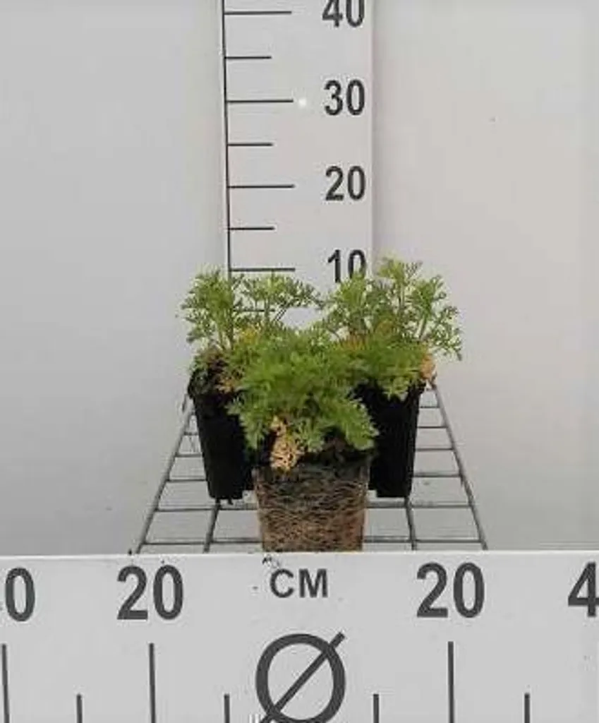 Malva moschata Alba - Lot de 6 Mauves Musquées Blanches en Pot 9x9cm