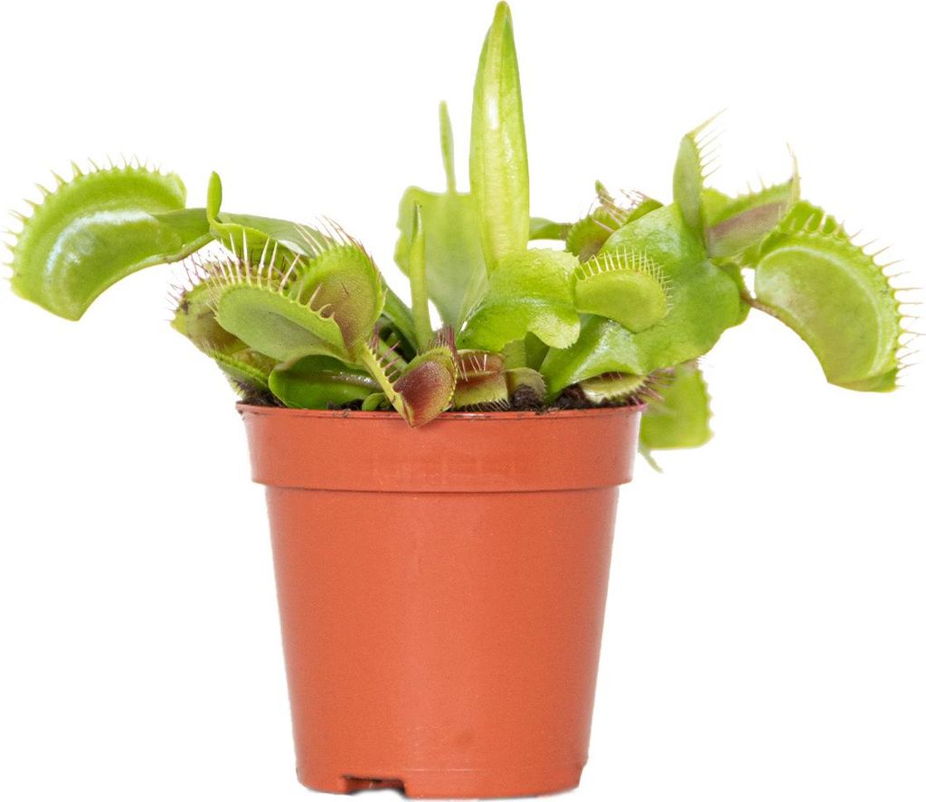 Bloomique - Dionaea Muscipula - Venusfliegenfalle - Fleischfressende Pflanze - Zimmerpflanzen - 5-10 cm Hoch - Topf 6 cm