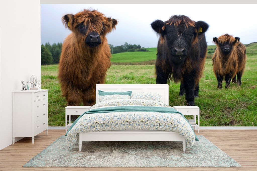 MuchoWow Fototapete für Wohnzimmer oder Schlafzimmer Wandtapete Vinyl Motivtapete Schottische Highlander - Kühe - Natur - Grün - Gras - 535x30...