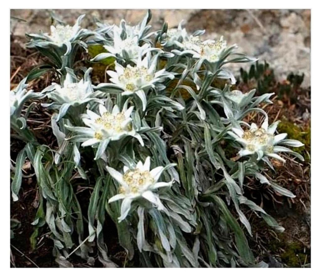 30 Stück Alpen Edelweiss Leontopodium alpinum Garten Pflanzen - Samen