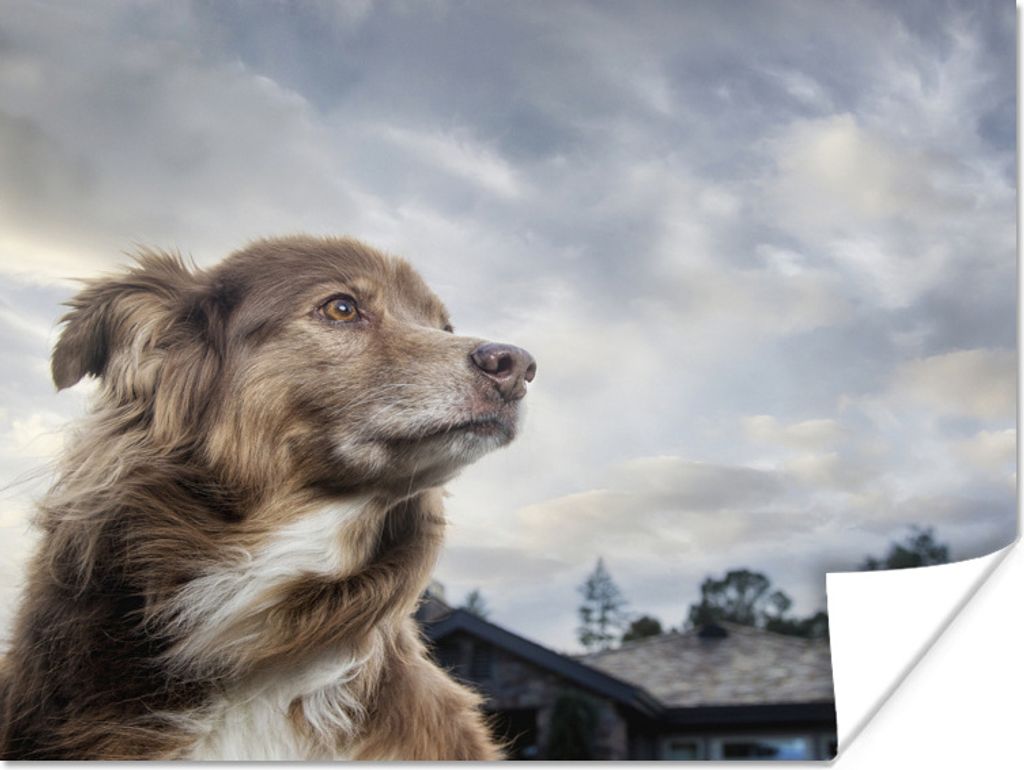 MuchoWow Poster Starrender Hund 80x60 cm - Kunst für zu Hause