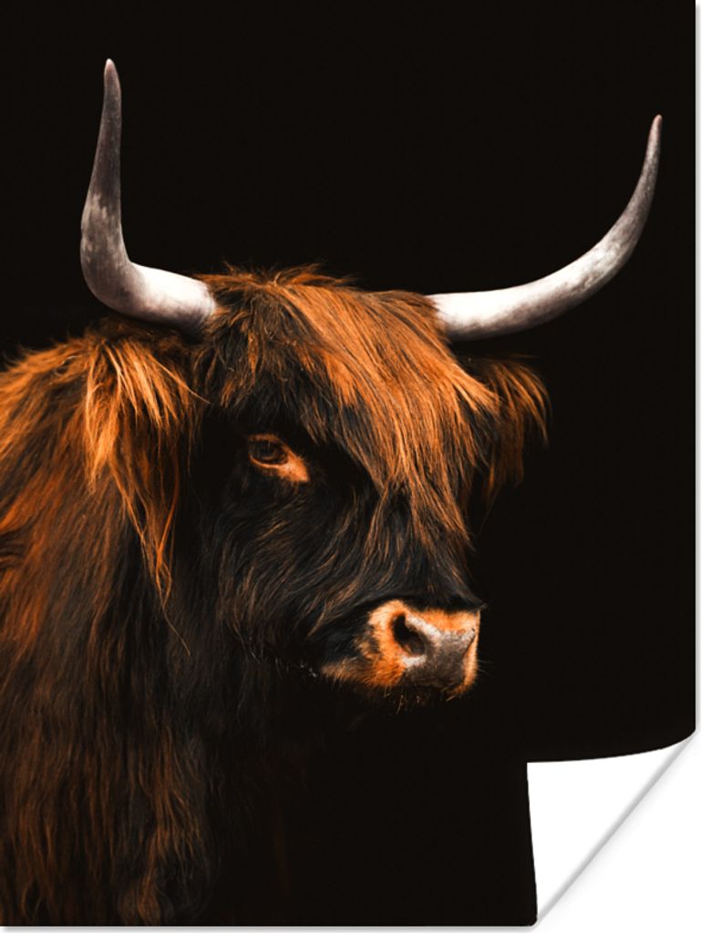 MuchoWow Poster Schottischer Highlander - Kuh - Schwarz 120x160 cm - Wandbilder