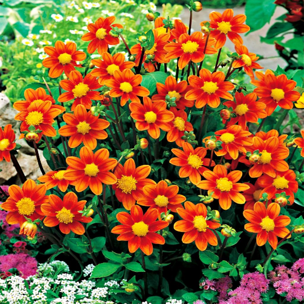 Dahlie Knolle Sommerblumen Herbstblumen Rigoletto-Dahlien Produktbild 