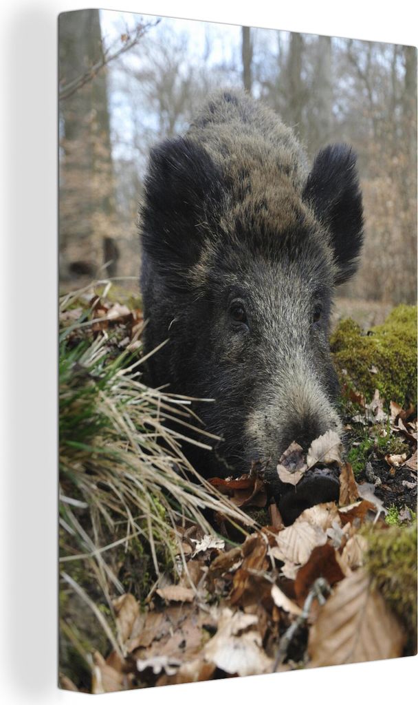 OneMillionCanvasses - Leinwandbilder - 90x140 cm, Wildschwein - Wald - Tier, Wandbilder Kunstdruck Wanddekoration - Wandschmucke - Schlafzimmer