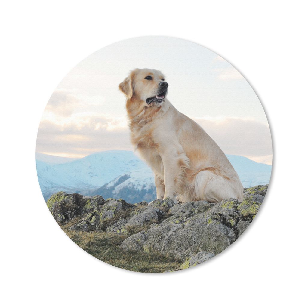 MuchoWow Mauspad Mousepad Ein Golden Retriever sitzt auf den Felsen 50x50 cm - Mousepads - Maus Mat - Pad - Mausunterlage - Vinyl