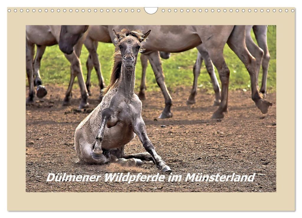 Dülmener Wildpferde im Münsterland (Wandkalender 2027 DIN A3 quer), CALVENDO Monatskalender
