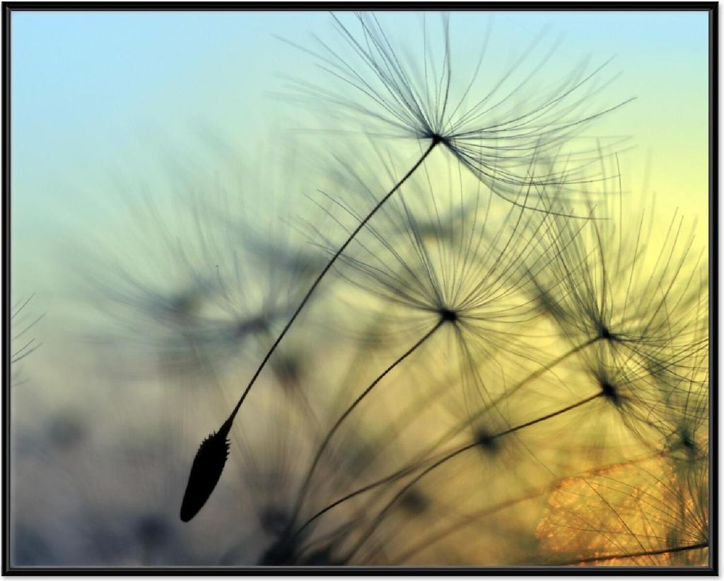 Wallario Wandbild Samen der Pusteblume in Nahaufnahme vor blauem Himmel, Größe: 40,30 x 50,30 cm, Poster mit schwarzem Aluminiumrahmen
