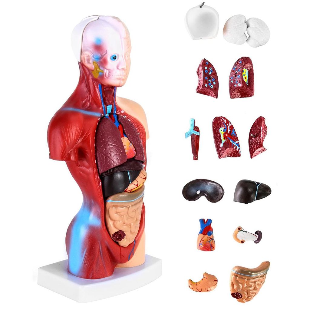 15 Teilig Menschliches Anatomie Modell, Produktbild 