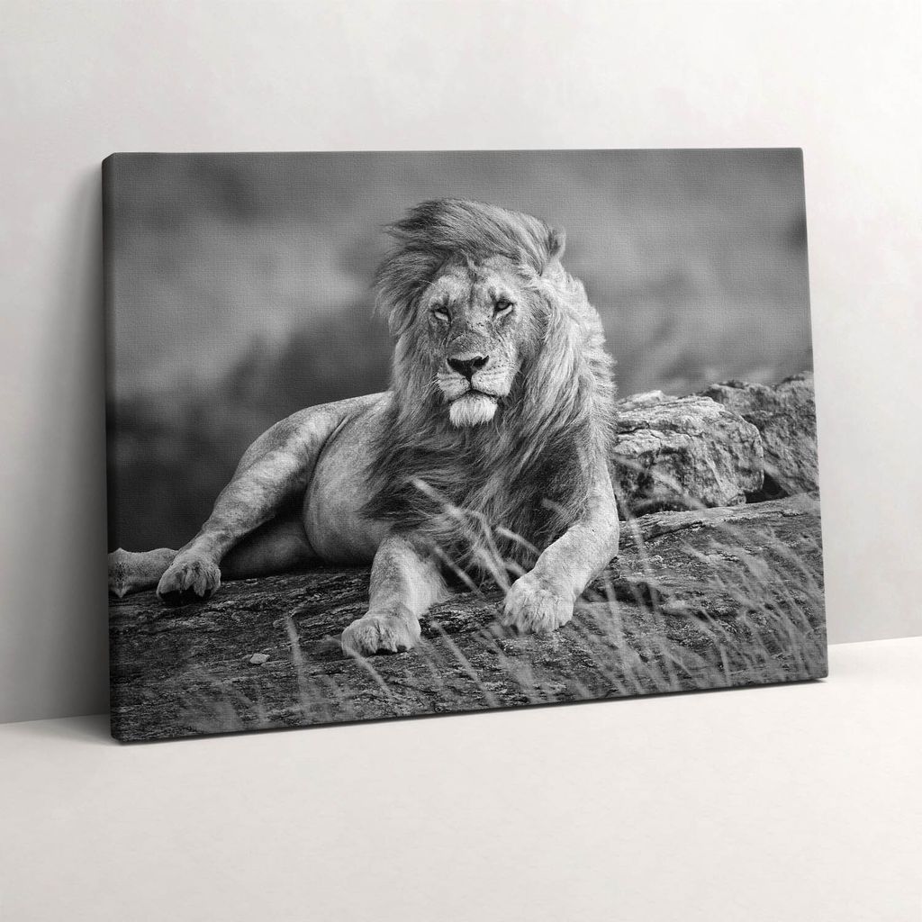 Majestätisches Tier Löwe – Leinwandbild Wandbild – 80x60 cm – Leinwandbilder – Wandbilder – Schlafzimmer – Flur