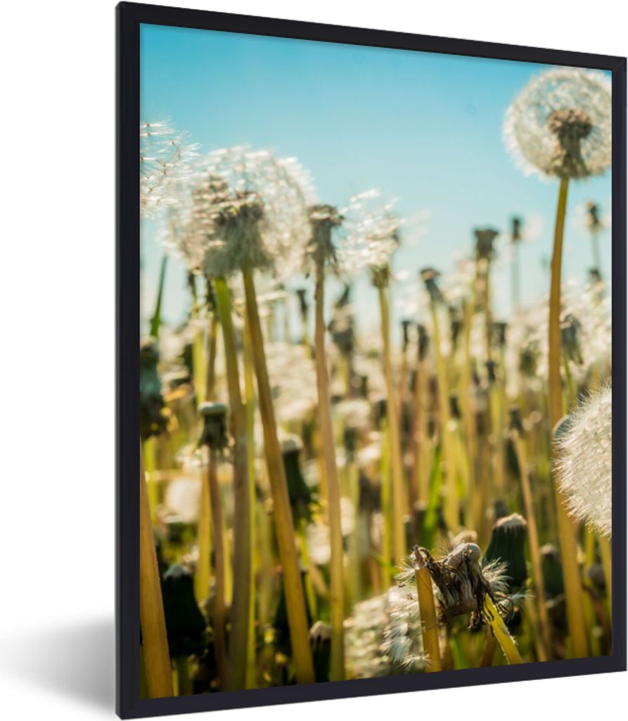 MuchoWow Gerahmtes Poster Blumen - Löwenzahn - Gras 60x80 cm - Poster mit Schwarzem Bilderrahmen Wandposter Rahmen Foto Bilder - Premium - Wandd...