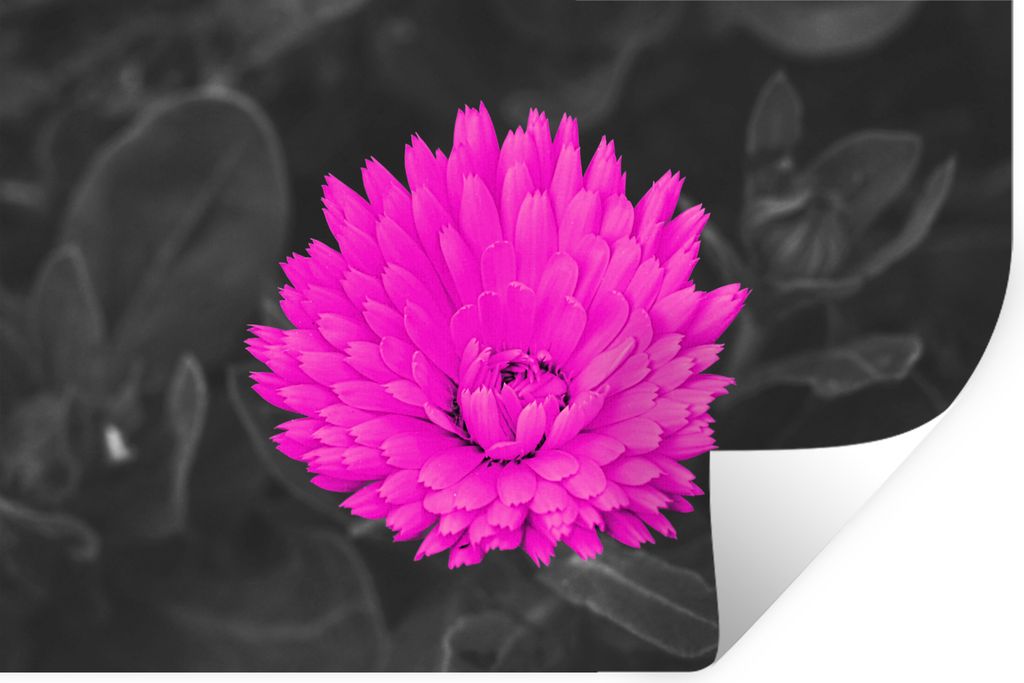 MuchoWow Wandtattoo Wandsticker Wandaufkleber Blumen - Aquarell - Rosa 60x40 cm Selbstklebend und Repositionierbar - Wierderverwendbar - Selbstkl...