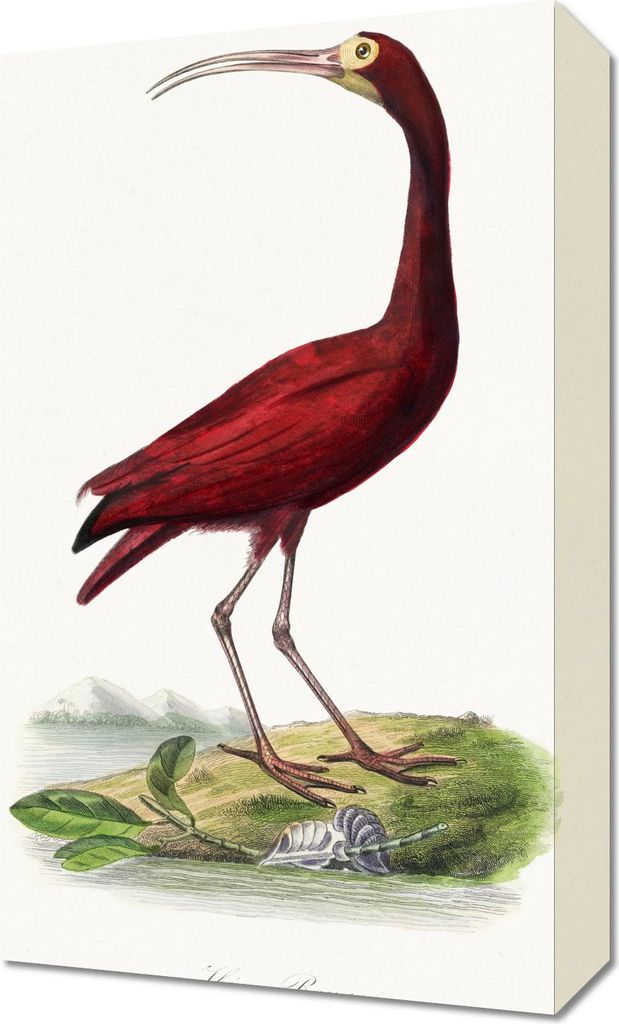 Bild 30x50cm Scharlachroter Vogel, Paul Gervais Vintage für das Wohnzimmer