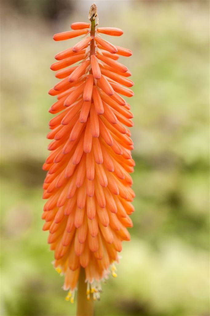 Kniphofia uvaria 'Alcazar', Fackellilie, orange-rot, ca. 11x11 cm Topf