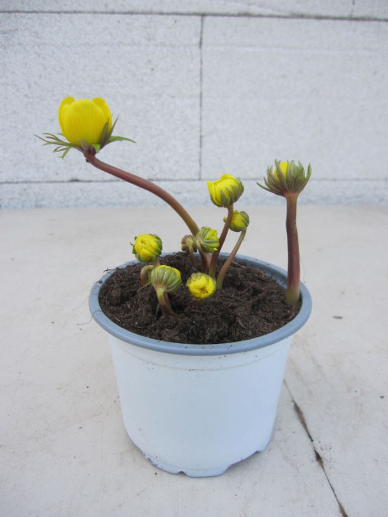 Winterling - Eranthis Hyemalis Produktbild 