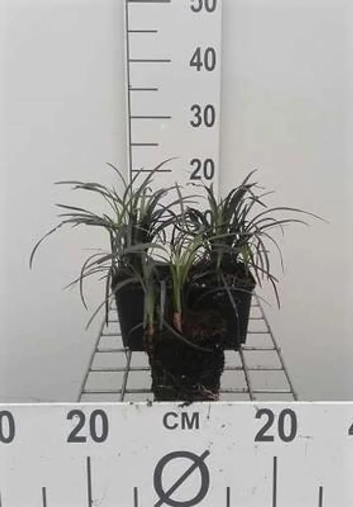 6 Ophiopogon planiscapus Niger - Barbe de serpent - Pots de 9x9 cm