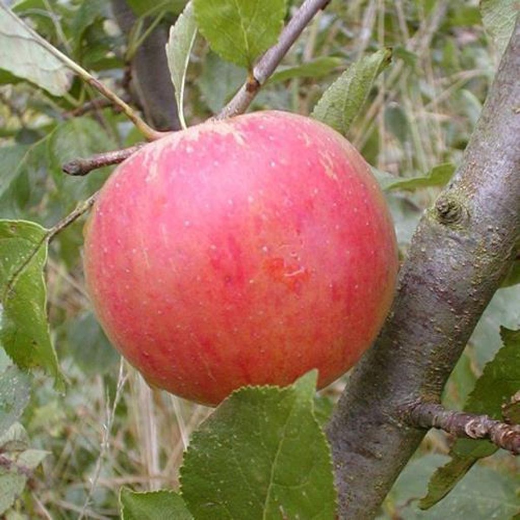 Obstbaum Apfelbaum 2jährig Sommer Äpfel