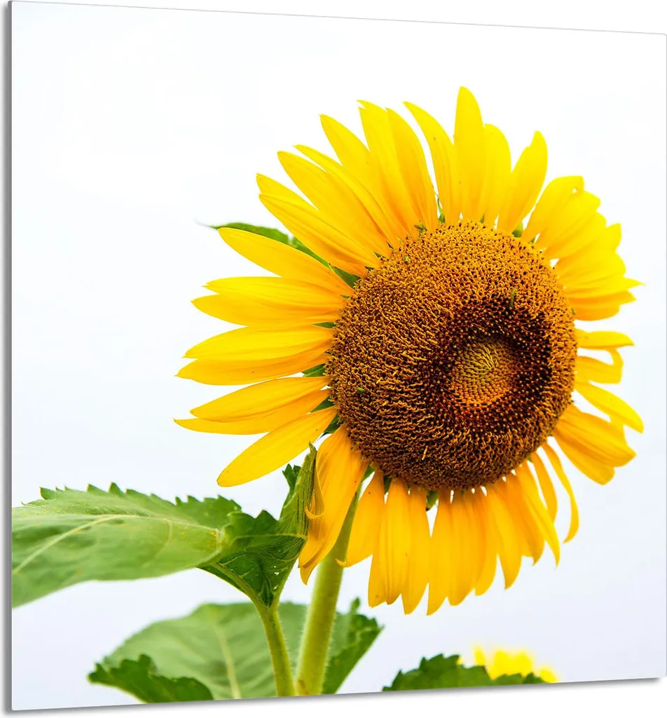 Paraschizzi Vetro Temperato 60x65 Blume - Protezione Cucina Design