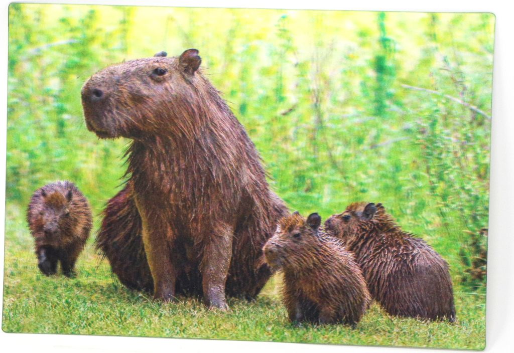 3D Postkarte Capybara