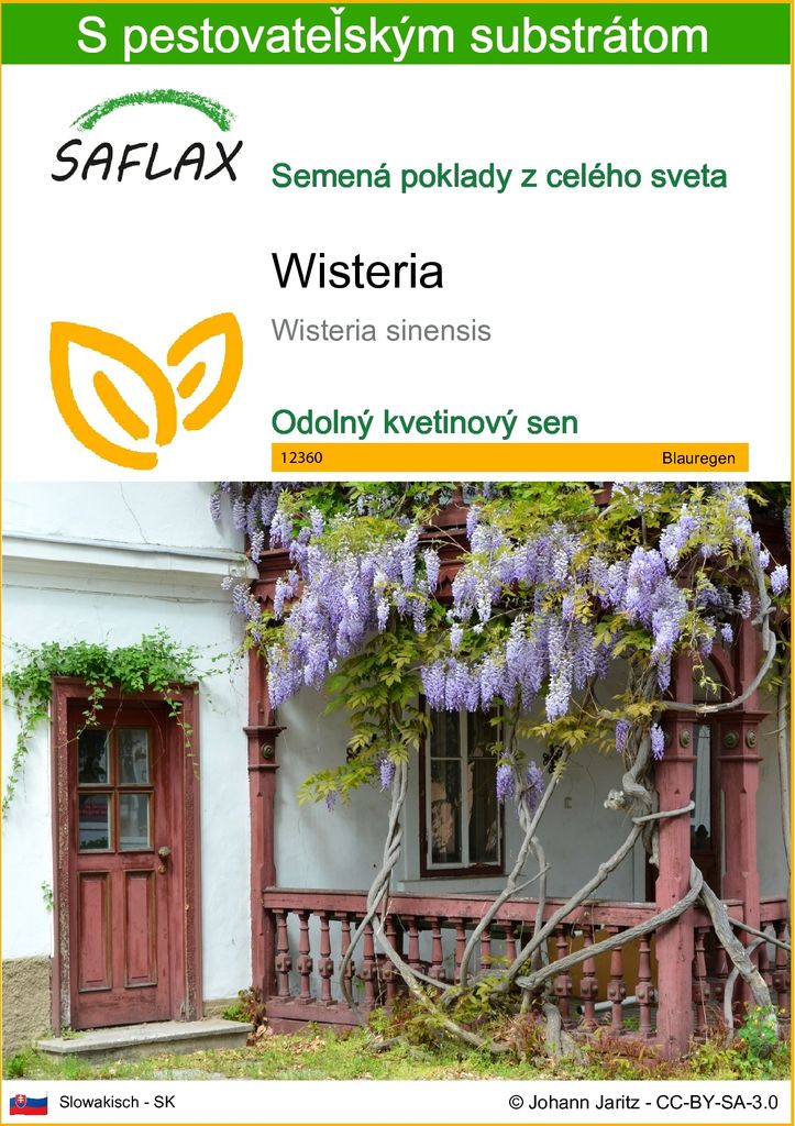 SAFLAX - Wisteria - Wisteria sinensis - 4 Semená - S Obrázok produktu 