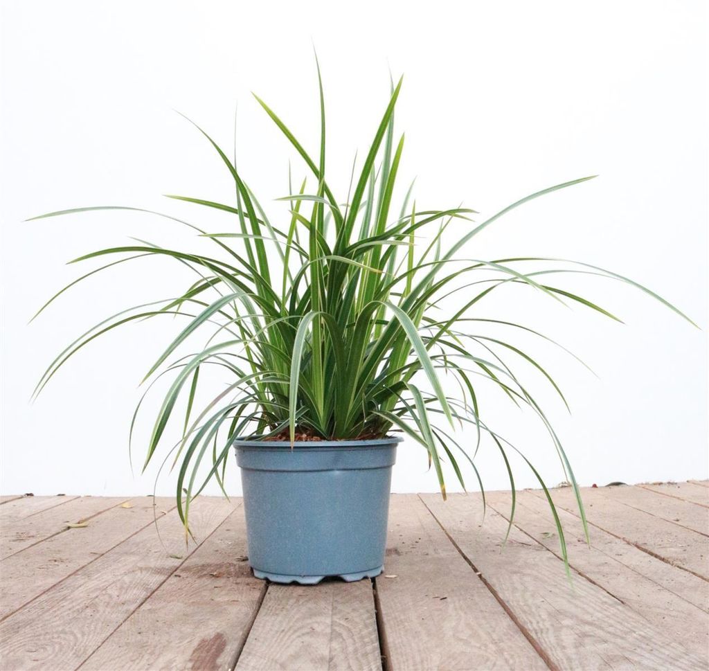 Carex morrowii 'Ice Dance', Japan-Segge, immergrün, 2 Liter Container