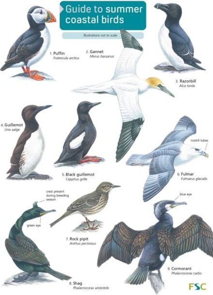 Farley-Brown, R: Guide to Summer Coastal Birds