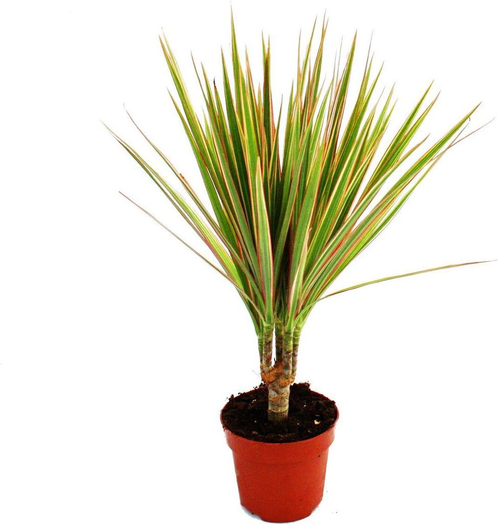 Exotenherz - dragonnier - Dracaena marginata "Bicolor" - 1 Image du produit 