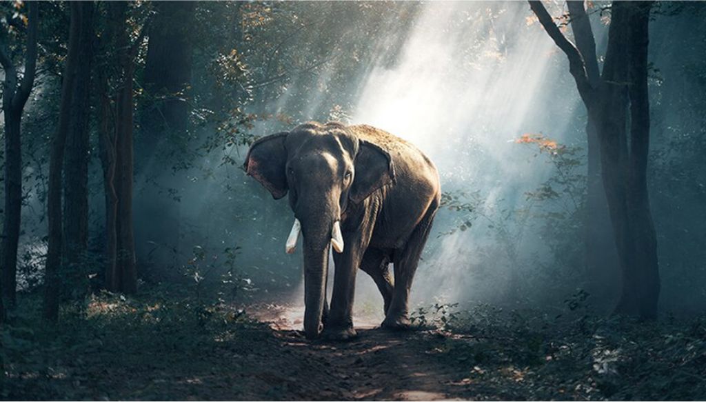 TPFLiving Kunstdruck LW-901 (OHNE RAHMEN) Poster - Leinwand - Wandbild - Hochauflösender Giclée-Druck, langlebig und hochwertig - Majestätischer...