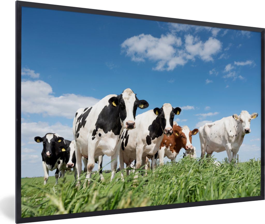 MuchoWow Gerahmtes Poster Kühe - Landleben - Weide - Natur - Tiere 30x20 cm - Poster mit Schwarzem Bilderrahmen Wandposter Rahmen Foto Bilder - ...
