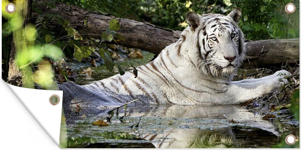 MuchoWow 160x80 cm Outdoor-Poster Gartendeko Sichtschutz Garten Poster für den Garten Weißer Tiger im Wasser