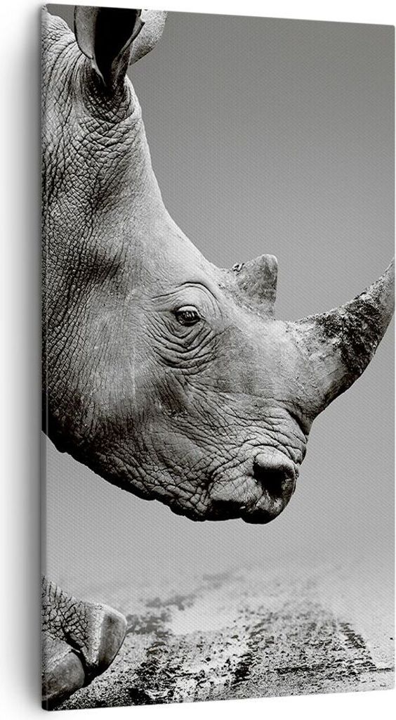 Bild auf Leinwand - Leinwandbild - Einteilig - Nashorn Produktbild 