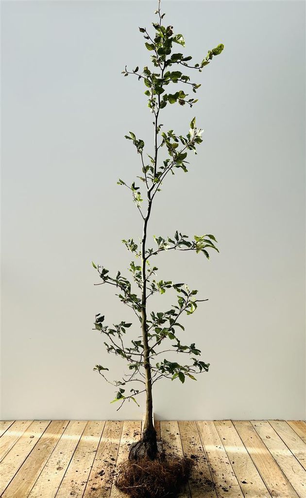 Fagus sylvatica, Rotbuche, 100–125 cm
