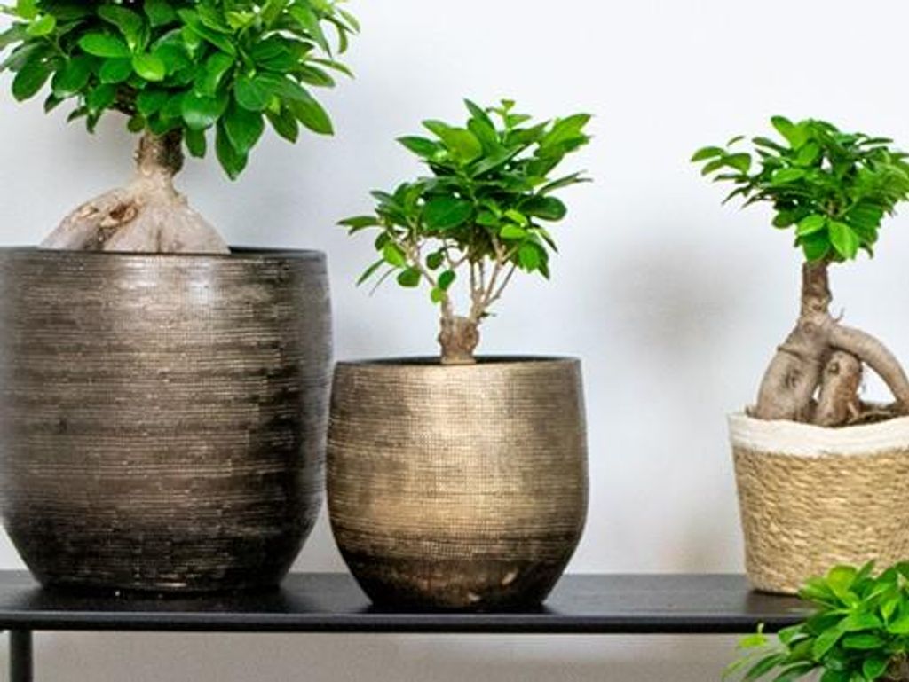 japanischer spindelstrauch bonsai Japanischer Spindelstrauch Microphyllus Albovariegatus - Euonymus japonicus  microphyllus Albovariegatus