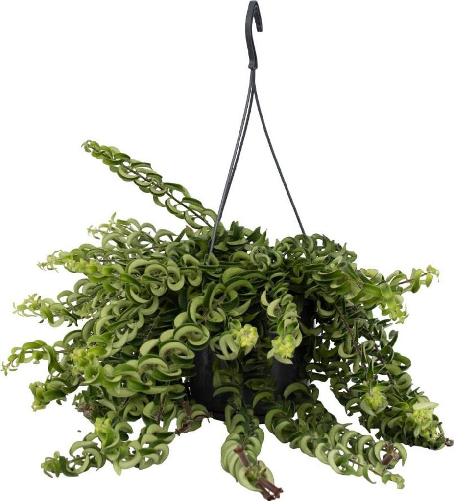 Plante rouge à lèvres - Aeschynanthus pulcher - Hauteur Image du produit 