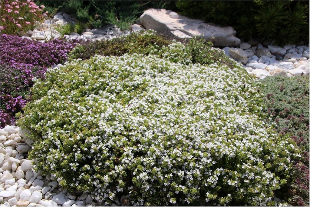 Stauden Gänge 100 x Thymus praecox 'Albiflorus' - Weißer Polsterthymian -Duftender Teppich in strahlendem Weiß - trittfest - Bodendecker