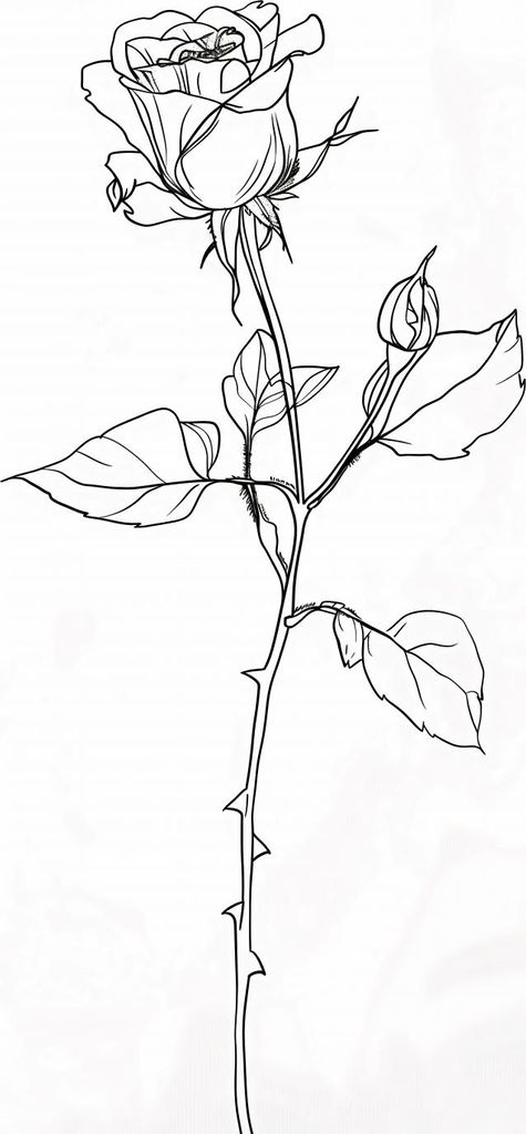 Plakat 50x65cm Kontur Rose