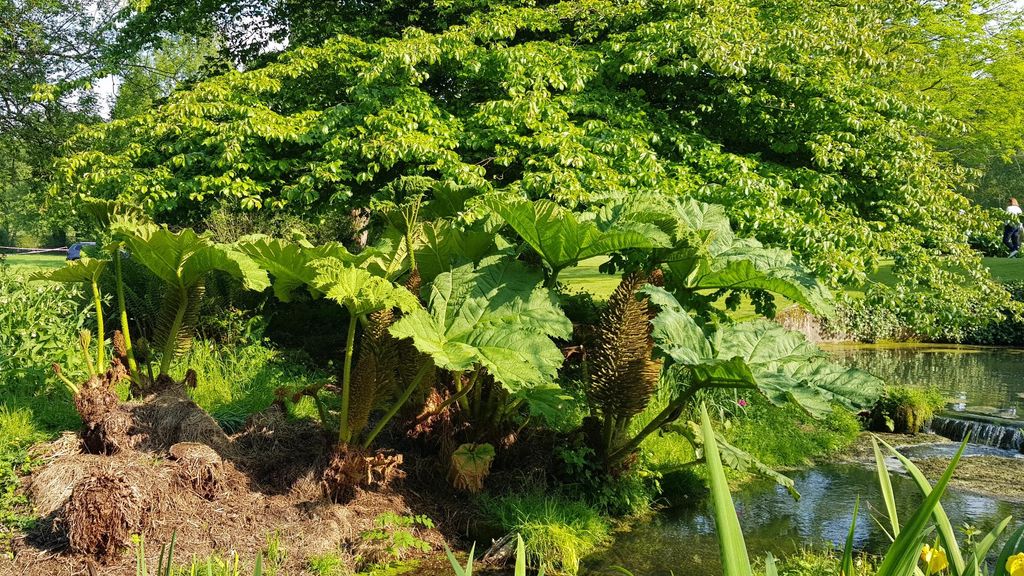 Gunnera manicata / Rhubarbe géante du Brésil Image du produit 