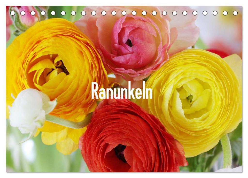 Ranunkeln (Tischkalender 2027 DIN A5 quer), CALVENDO Monatskalender