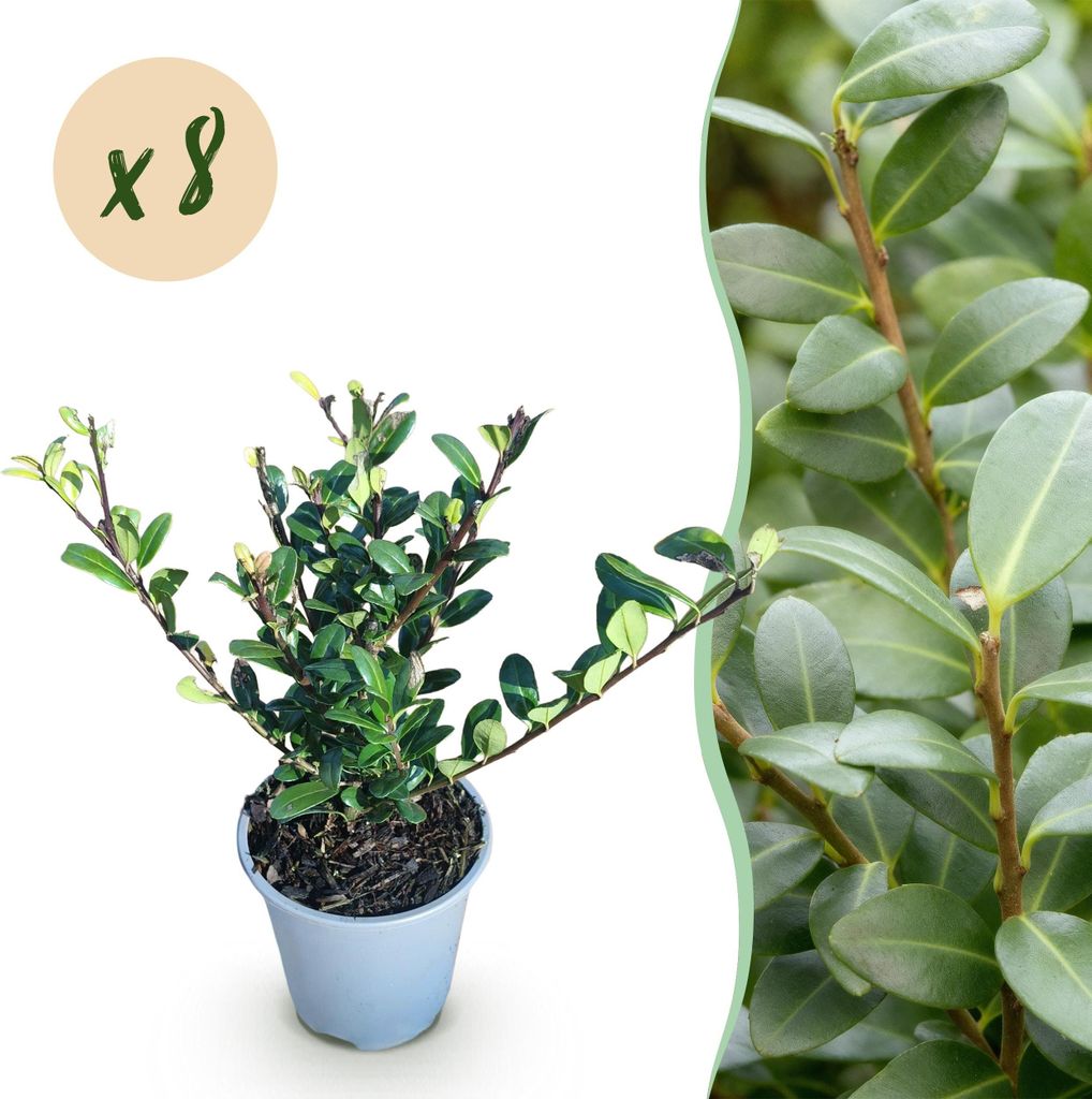 GreenboutiQ - Heckenpflanzen - Ilex crenata Caroline Upright - Blatt Grün - 8 Pflanzen - 1 Laufender Meter - Immergrün - Topf 9cm Höhe 25-30cm