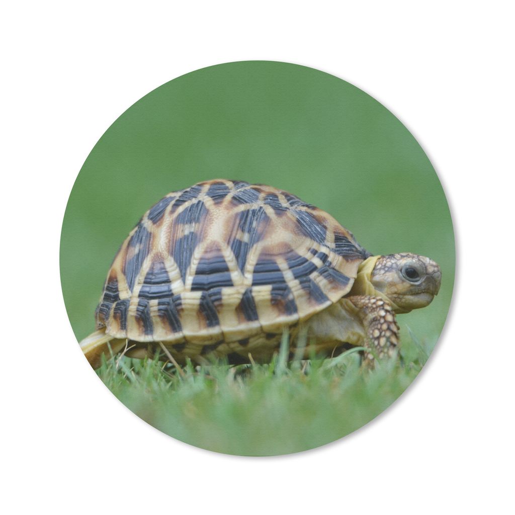 MuchoWow Mauspad Mousepad Schildkröte im Gras 40x40 cm - Mousepads - Maus Mat - Pad - Mausunterlage - Schreibtisch Accessoires