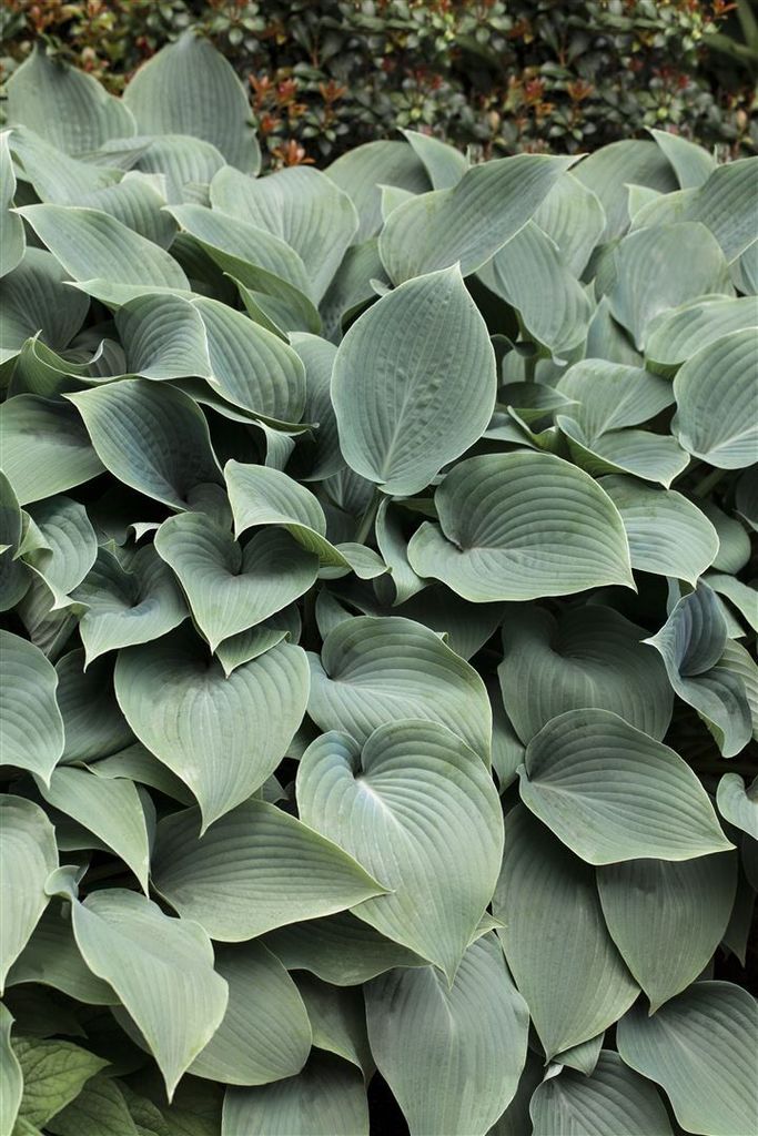 Hosta sieboldiana 'Elegans', Blaublatt-Funkie, ca. 13 cm Topf