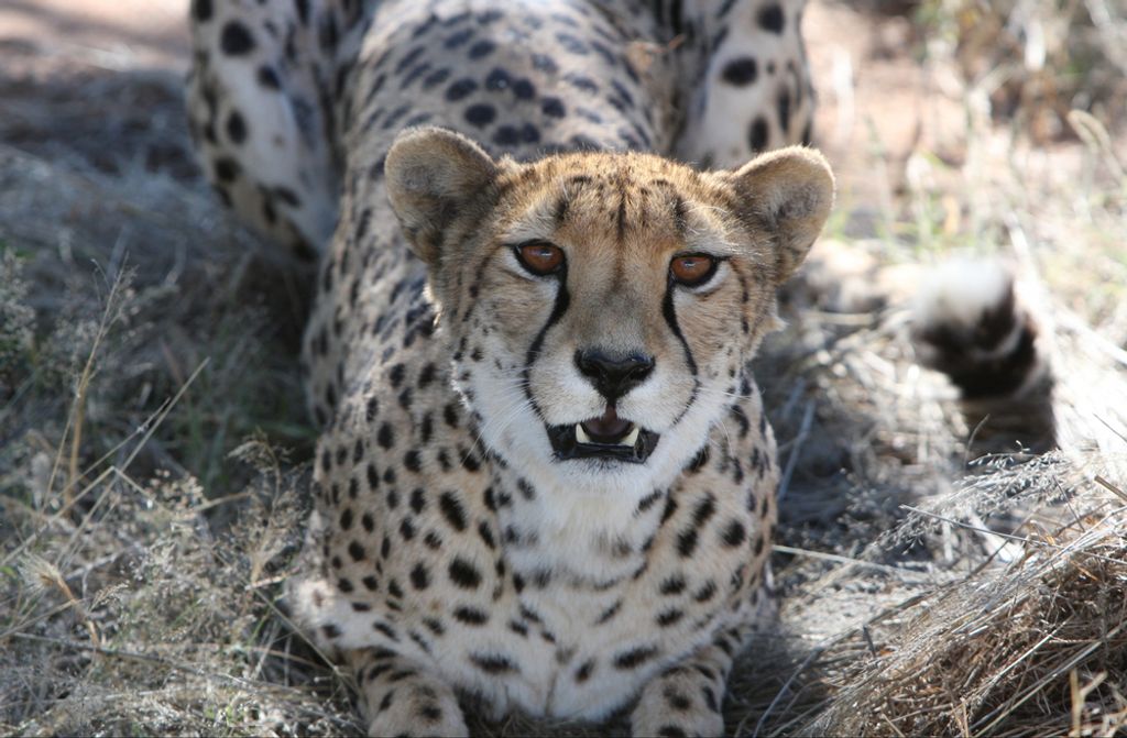 hansepuzzle 79883 - Gepard Puzzle, 500 Teile, Tierwelt, 46,0 x 30,0cm mit hochwertiger Aufbewahrung, Kartonbox und wiederverschließbarem Beutel