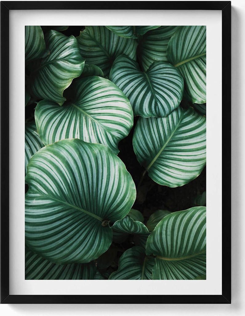 Große grüne Blätter– Wandbild mit Rahmen – Gerahmtes Bild – Wanddekoration – 60x80 cm – Schwarz Rahmen