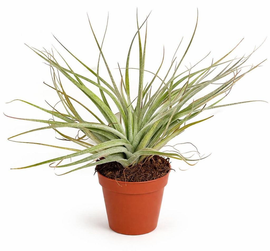 Tillandsia „Baumwolle Candy“ – 5,5-cm-Topf – mit Blüte