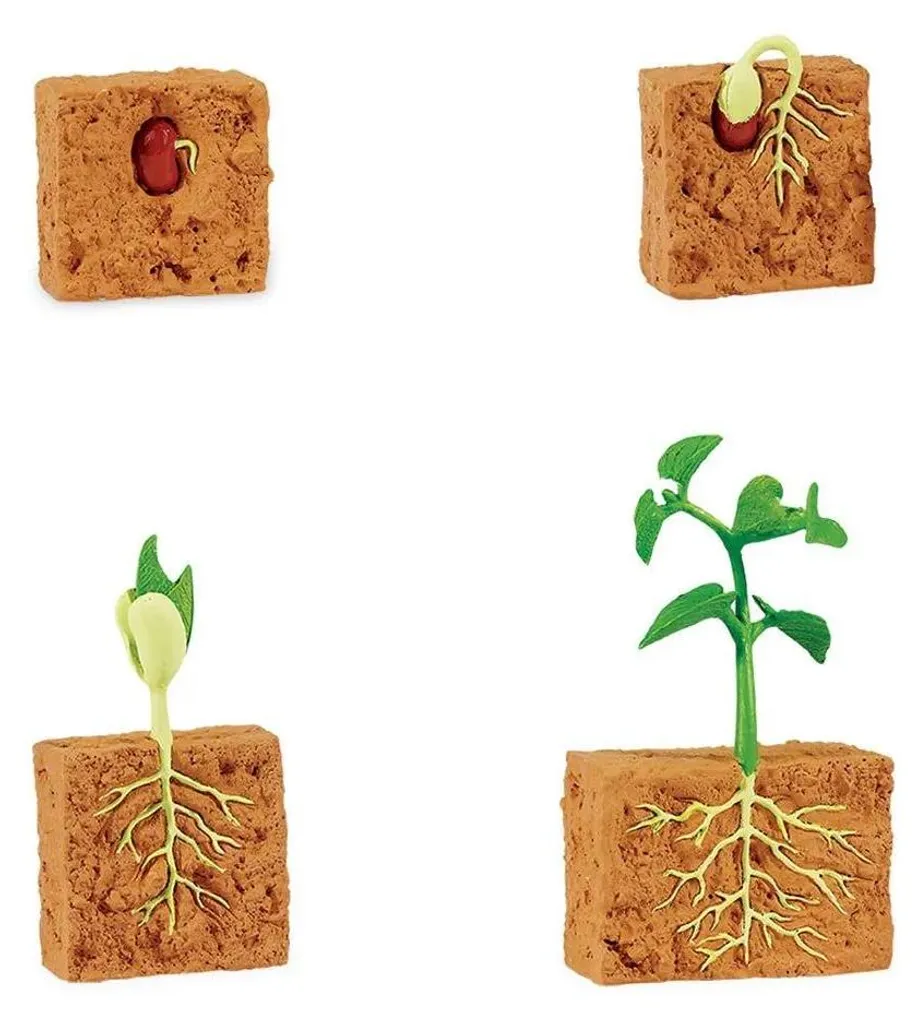 Cycle de vie d'une plante de haricot - Matériel Montessori pour la classe