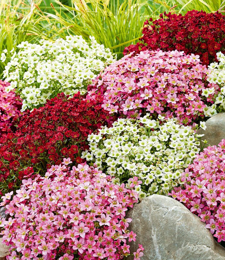 BALDUR Garten 3er Saxifraga-Mix Blütenteppich, Pflanzen im 9x9 cm-Topf, robuster Bodendecker, winterharte Staude, mehrjährig, pflegeleicht, Wasse...