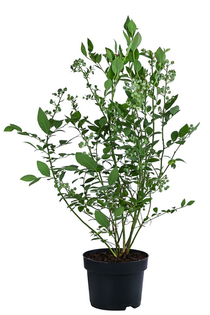 Dehner Heidelbeere Bluecrop, aromatische dickbauchige Produktbild 